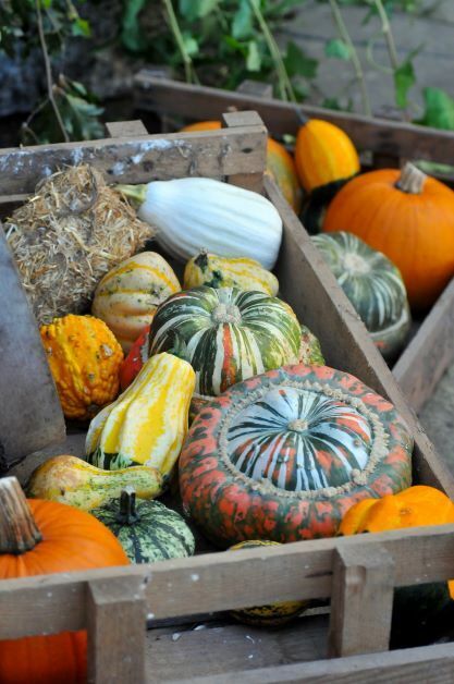 Incredible Edible 3